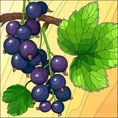 Purple Grapes With Green Leaves