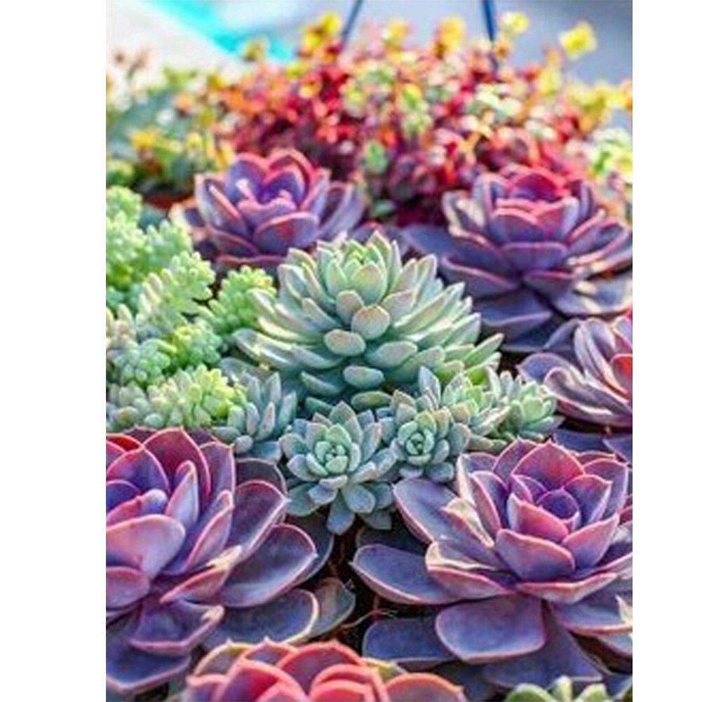 Succulent Plants Flowers Gift Diamond Painting 30x40cm