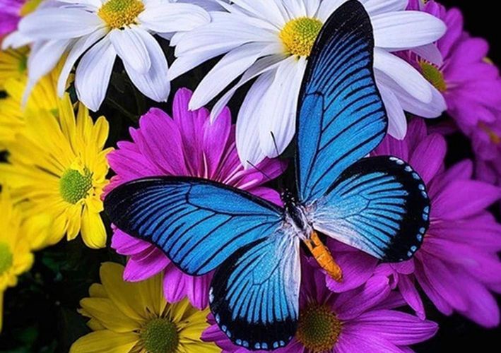 Blue Butterflies Diy Diamond Painting