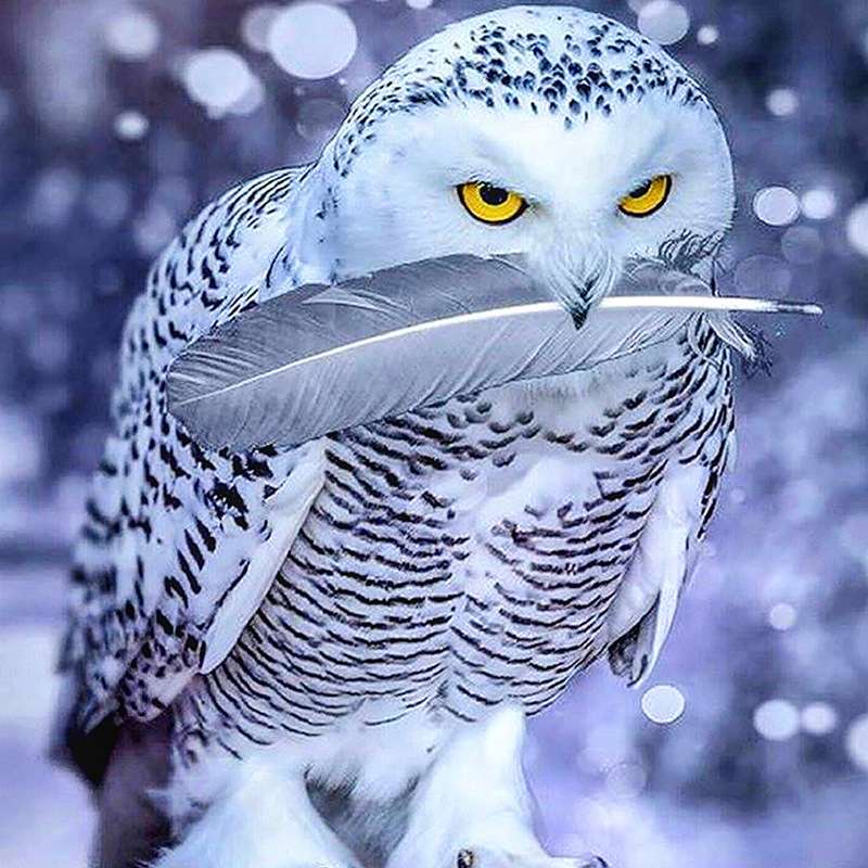 5D Diamond Painting Animal Owl Diamond Embroidery