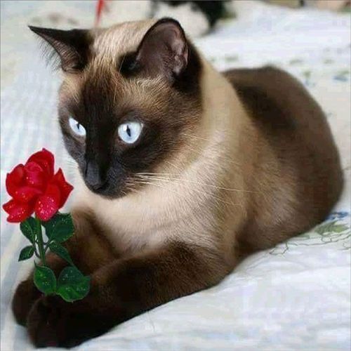 Black Cat with Red Rose Diamond Painting Kit for Beginners