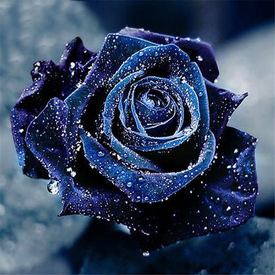 Dark Blue Rose