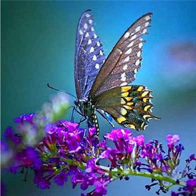 5 Diamond Painting Butterfly