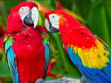 Load image into Gallery viewer, Diy 5D Diamond Birds Parrot
