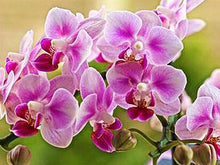 Load image into Gallery viewer, 5D Cross Stitch Diamond Embroidery Flowers Orchid
