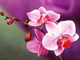 5D Diamond Paintings Flowers Orchid