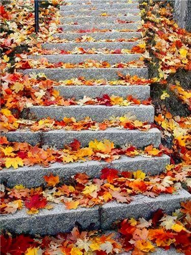 Maple Leaves Fall All Over The Stairs