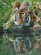 Load image into Gallery viewer, 5D Diamond Painting Tiger
