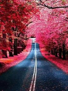 Red Maple Highway