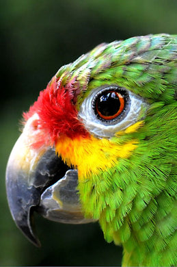 Parrot Bird ADP5983