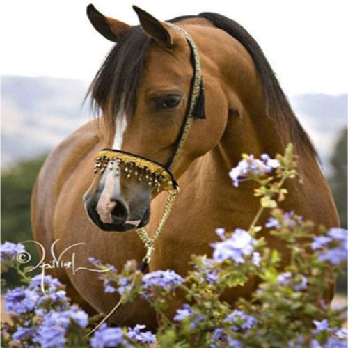 Steed Horse Diamond Painting