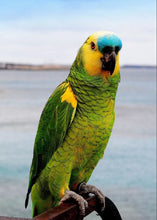 Load image into Gallery viewer, Birds Parrot
