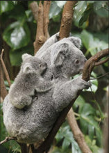 Load image into Gallery viewer, Koala
