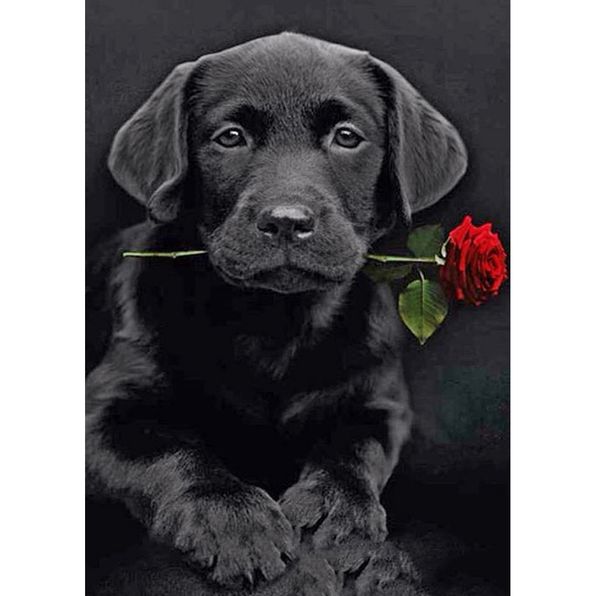 Labrador Dog Diamond Painting