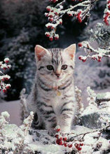 Load image into Gallery viewer, Cat Snow

