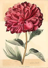 Load image into Gallery viewer, Red Peony, A Symbol Of Prosperity And Consummation
