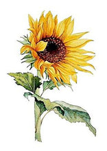 Load image into Gallery viewer, Helianthus
