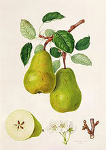 Load image into Gallery viewer, Diy Diamond Painting Fruits Pear
