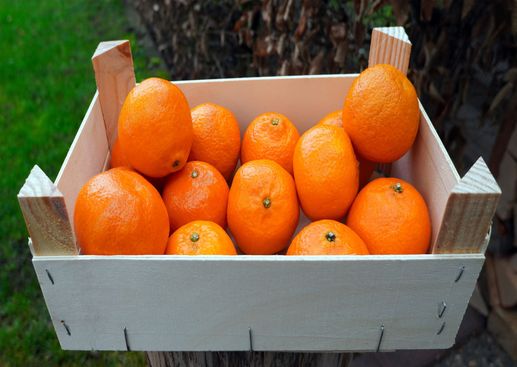 Diy Diamond Painting Fruit Orange