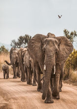 Load image into Gallery viewer, A Group Of Elephants

