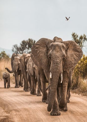 A Group Of Elephants