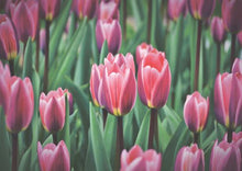 Load image into Gallery viewer, Diy Diamond Painting Flowers Tulips
