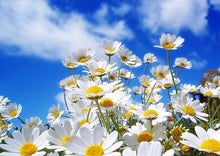 Load image into Gallery viewer, Diy Diamond Painting Little White Daisy
