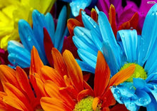 Load image into Gallery viewer, Colorful Flowers
