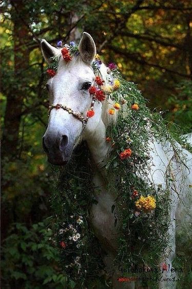 White Horse In The Grass