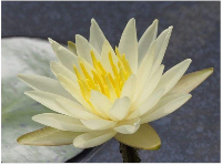 Diamond Painting Kits Lotus